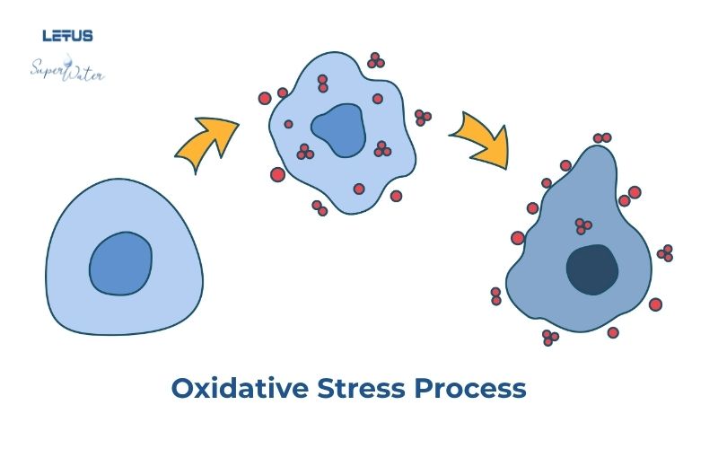 Letus SuperWater Neutralizes Free Radicals to Reduce Oxidative Stress
