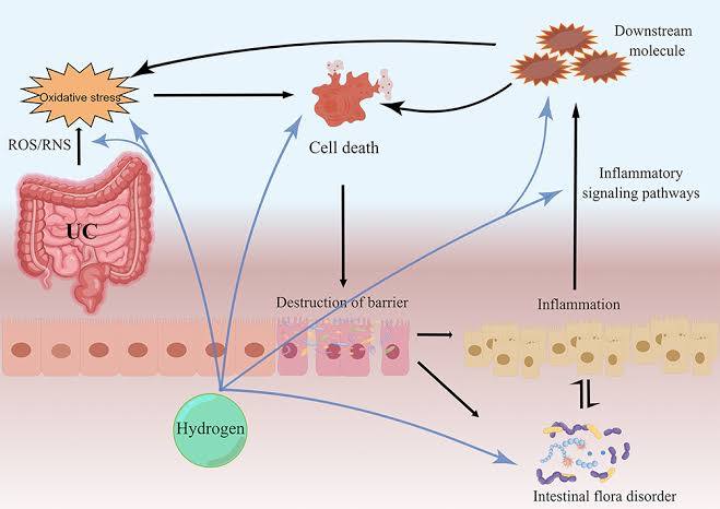 COMPILATION OF STUDIES: HYDROGEN'S EFFECTS ON INFLAMMATORY BOWEL DISEASE
